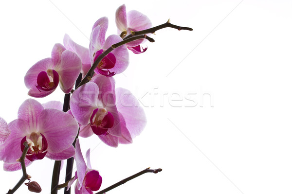 Foto stock: Orquídea · flor · ramo · belo · orquídeas · branco