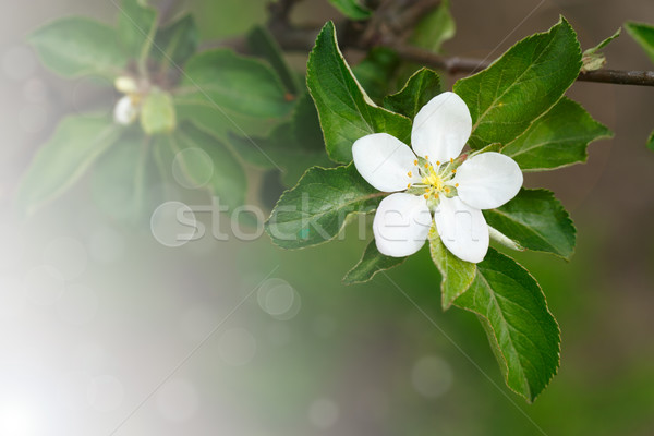 Stockfoto: Appelboom · zon · vroeg · voorjaar · bloemen