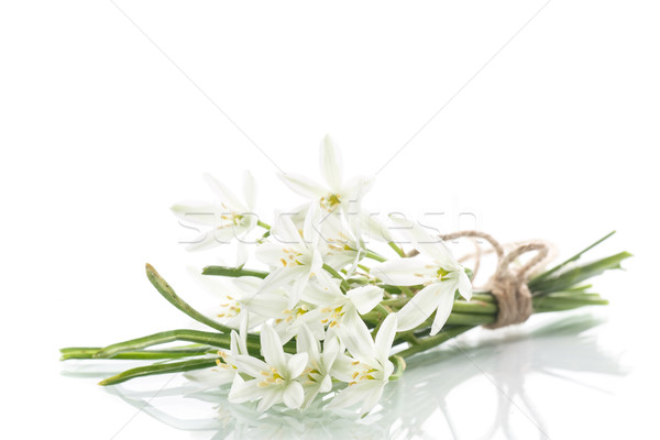 白い花 ストックフォト 写真 画像 ベクターアート イメージ Stockfresh