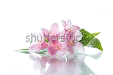 Stock photo: Weigel beautiful blooming flowers