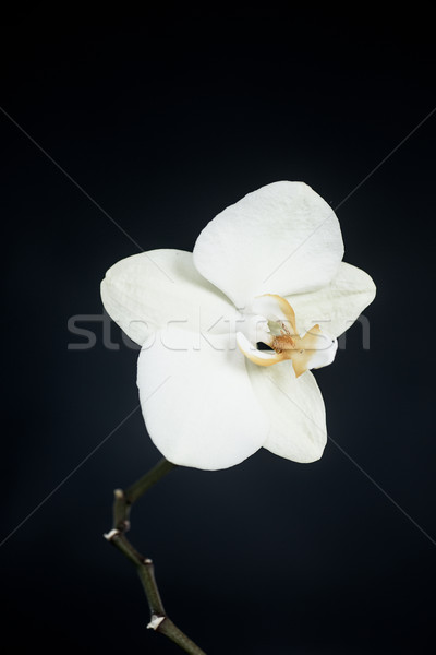 white phalaenopsis orchid Stock photo © Peredniankina