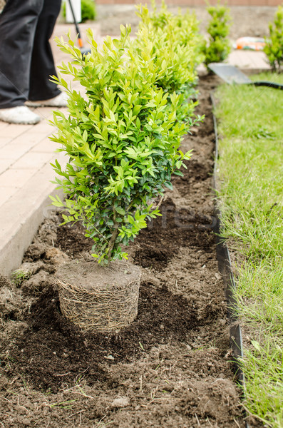 Planting in the spring Stock photo © Peteer