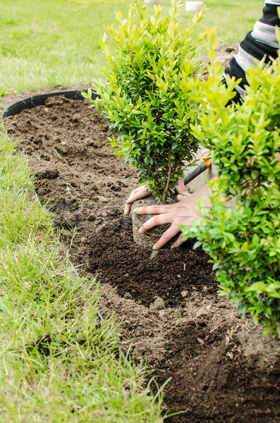 Planting in the spring Stock photo © Peteer