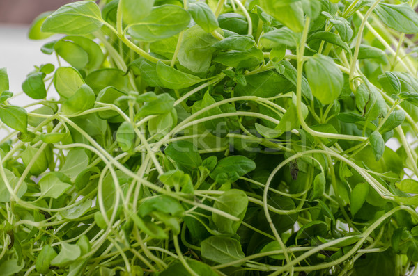 Marjoram bio herbs Stock photo © Peteer
