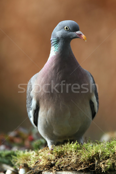 wood pigeon(Columba palumbus)  Stock photo © peter_zijlstra