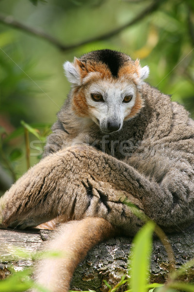 crowned lemur (Eulemur coronatus) Stock photo © peter_zijlstra