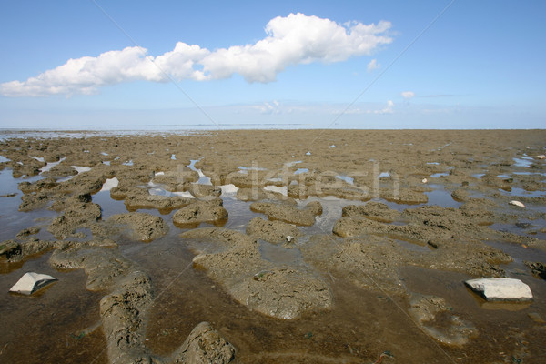 low tide at the borders of the Wadden sea Stock photo © peter_zijlstra