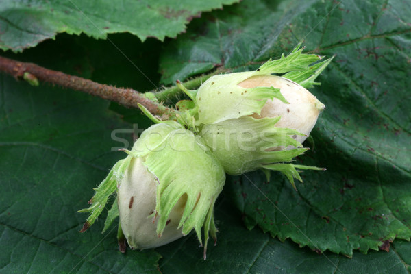 Stockfoto: Hazelnoten · groene · bladeren · hazelnoot · boom · natuur · achtergrond