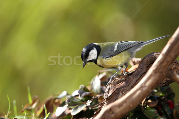 Тит саду птица зеленый черный Сток-фото © peter_zijlstra
