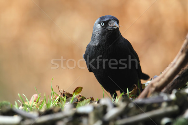 jackdaw (corvus monedula)  Stock photo © peter_zijlstra