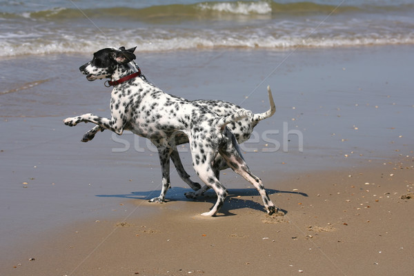 Foto stock: Dos · jugando · playa · perro · arena · diversión