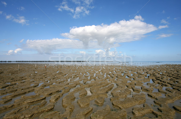 low tide at the borders of the Wadden sea Stock photo © peter_zijlstra