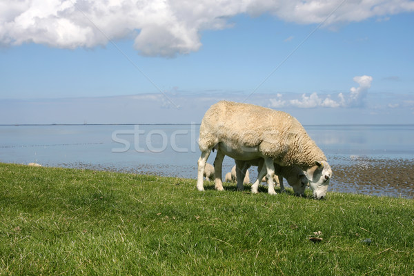 sheep walking and grazing at the borders of the wadden sea Stock photo © peter_zijlstra