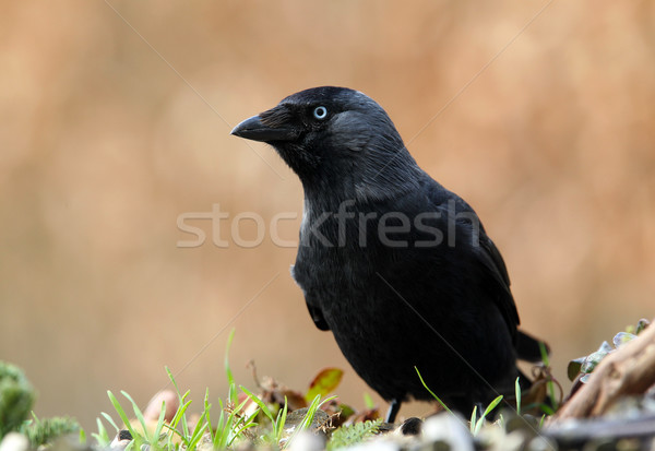 jackdaw (corvus monedula)  Stock photo © peter_zijlstra