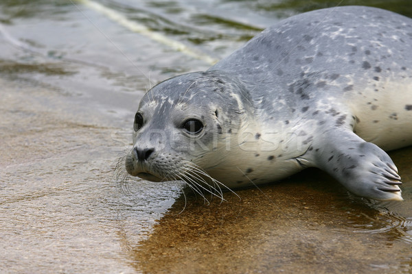 婴儿    密封    动物园    荷兰    水 / baby spotted seal (phcaa