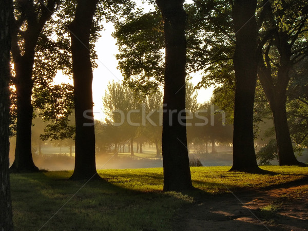 árboles amanecer brumoso campo de golf Foto stock © peterguess