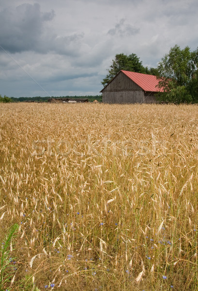 Mais Bereich Scheune rot stürmisch Himmel Stock foto © peterguess