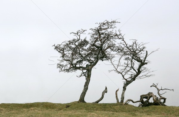 Esqueleto árbol desnudo árboles aislado Foto stock © peterguess