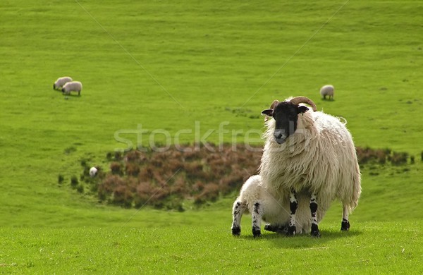 Sheep and Lamb Stock photo © peterguess
