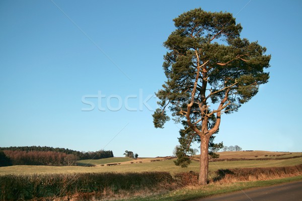 Solitary tree Stock photo © peterguess