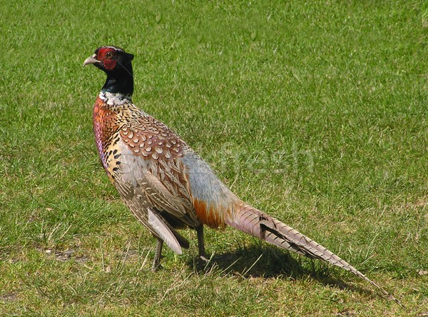 Pheasant 2 Stock photo © peterguess