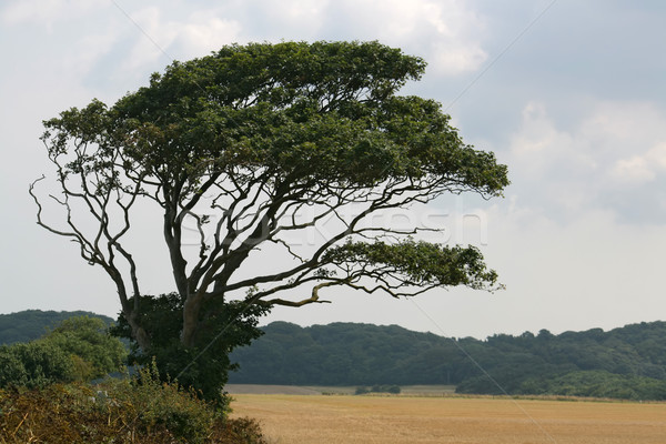 Isolated Tree Stock photo © peterguess