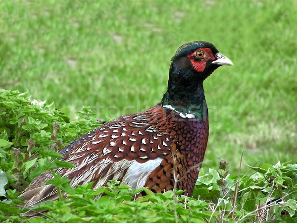 Pheasant 1 Stock photo © peterguess