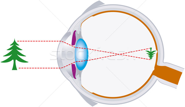 Eyeball Optics And Vision Lens System Stock photo © PeterHermesFurian