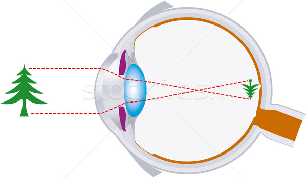 Bulbo oculare ottica visione lenti raggi luce Foto d'archivio © PeterHermesFurian