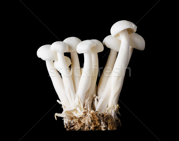 Stock photo: Small Group of White Beech Mushrooms On Black Background