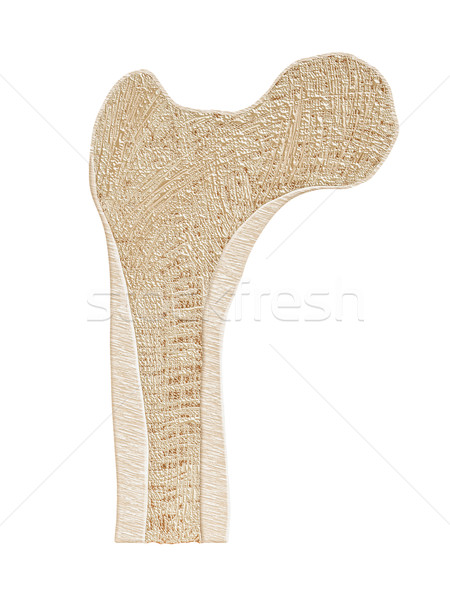 Bone Cross Section Stock photo © PeterHermesFurian