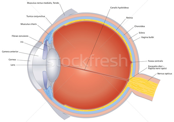 Structures Of The Human Eye Labeled Stock photo © PeterHermesFurian