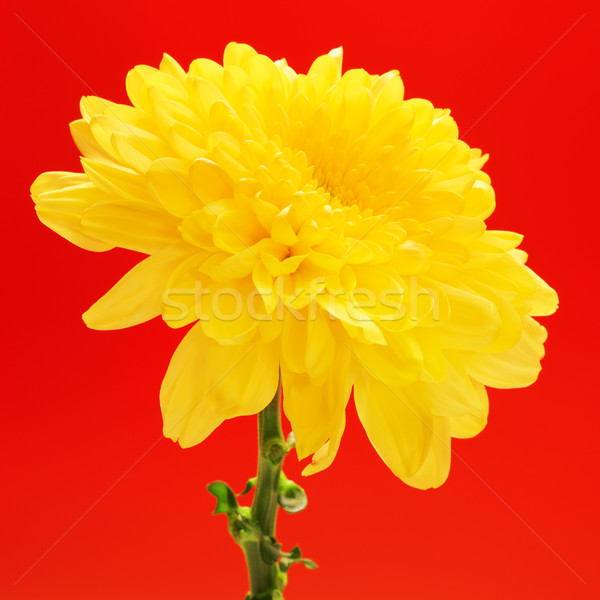 Amarillo crisantemo flor frescos otono rojo Foto stock © PetrMalyshev