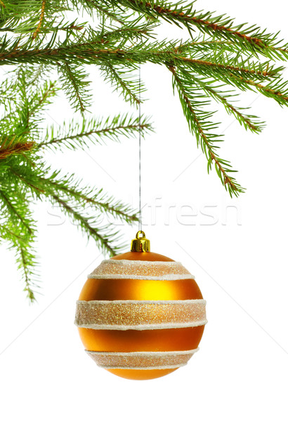 Stock photo: decoration ball on fir branch
