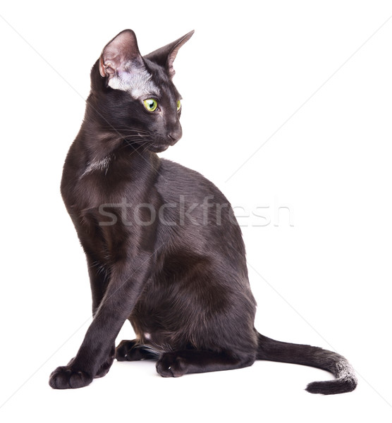 Negru shorthair pisică portret izolat Imagine de stoc © PetrMalyshev