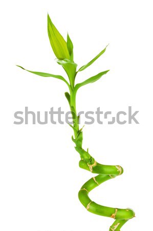 Stockfoto: Bamboe · spruit · vers · groene · geïsoleerd · witte
