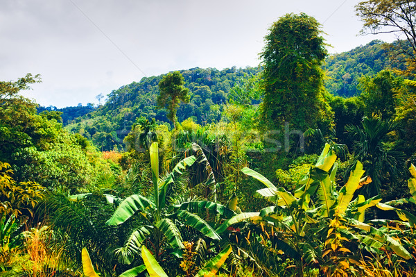 Thai hegyek zöld fák Krabi Thaiföld Stock fotó © PetrMalyshev