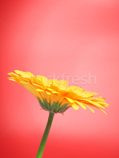 Foto stock: Amarelo · flor · belo · vermelho · água · jardim