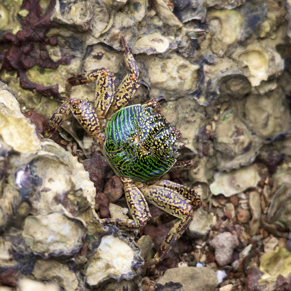 Green Crab Stock photo © PetrMalyshev