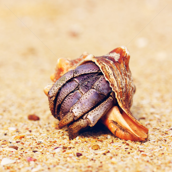 Hermit Crab On Beach Stock photo © PetrMalyshev