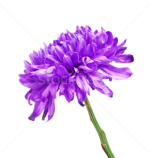 Violette chrysanthème fleur fraîches isolé blanche Photo stock © PetrMalyshev