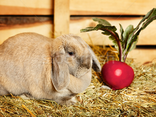 Lapin gris scène rurale Pâques visage drôle [[stock_photo]] © PetrMalyshev