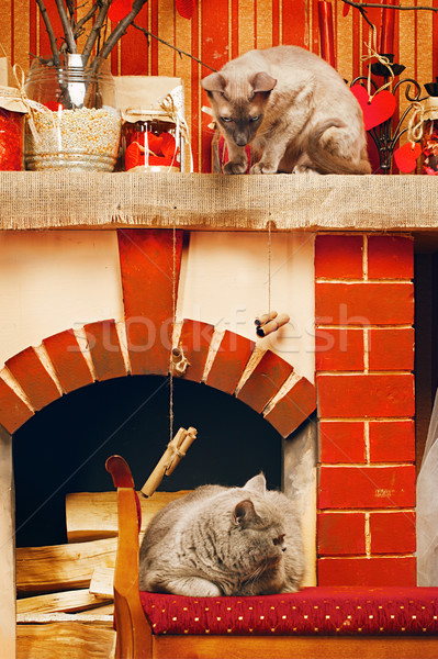 Stockfoto: Twee · katten · Blauw · brits · korthaar · kat