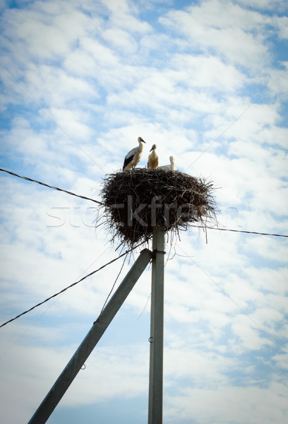 Nest Storch Familie Himmel Vögel Tiere Stock foto © PetrMalyshev