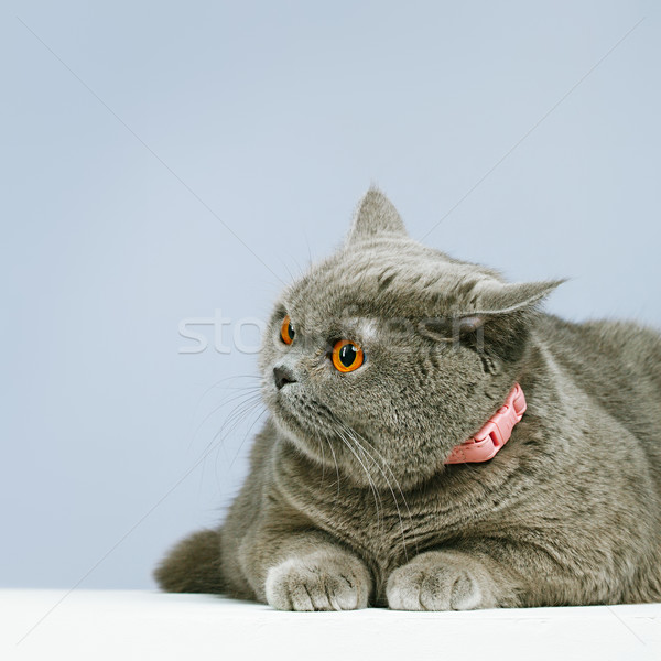 Britisch Kurzhaar Katze blau Gesicht Porträt Stock foto © PetrMalyshev