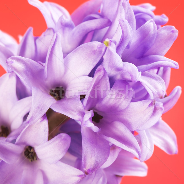 Blue Hyacinth Stock photo © PetrMalyshev