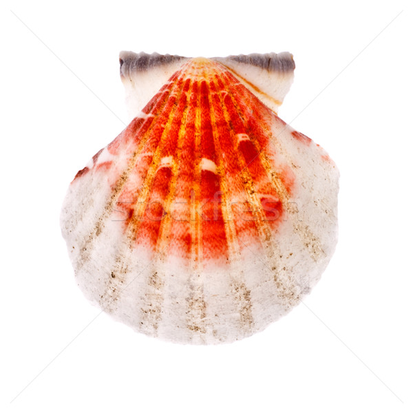 Radial Seashell Stock photo © PetrMalyshev