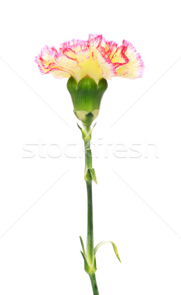 Rosa amarillo clavel aislado blanco flor Foto stock © PetrMalyshev