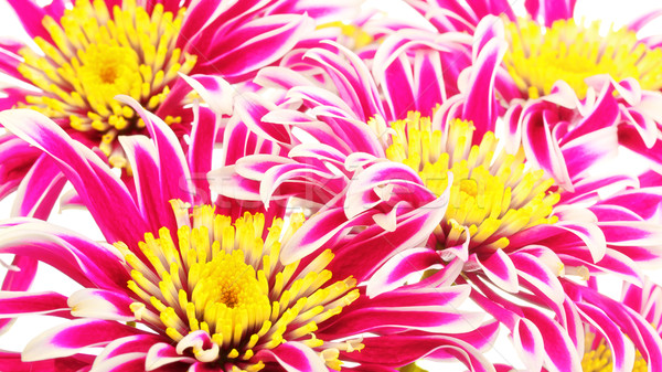 Red Chrysanthemum Stock photo © PetrMalyshev