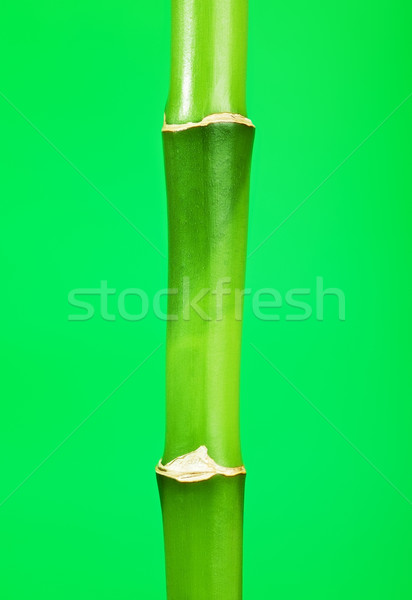 Green Bamboo Stem Stock photo © PetrMalyshev